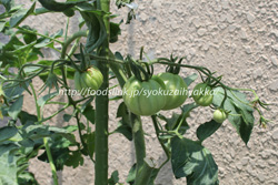 イタリアンレッドペアー／Red Pear：イタリアントマトの栽培