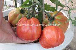 イタリアンレッドペアー：イタリアントマトの栽培