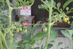 レッドペアー／RedPear：ミニトマトの栽培
