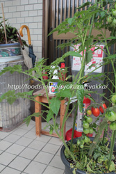 レッドペアー／RedPear：ミニトマトの栽培