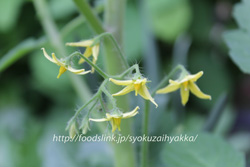 ホワイトカラント／White-Currant：黄色いマイクロトマトを家庭菜園で栽培