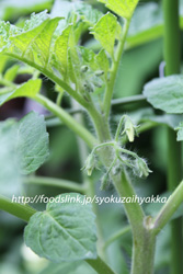 ホワイトカラント／White-Currant：黄色いマイクロトマトを家庭菜園で栽培