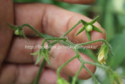ホワイトカラント／White-Currant：黄色いマイクロトマトを家庭菜園で栽培