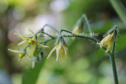 ホワイトカラント／White-Currant：黄色いマイクロトマトを家庭菜園で栽培