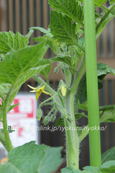 ホワイトカラント／White-Currant：黄色いマイクロトマトを家庭菜園で栽培