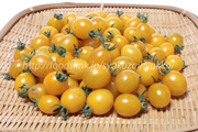 イエローグレープトマト／Yellow-Grape：ミニトマト