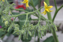 イエローグレープ／Yellow-Grape：黄色いミニトマトの栽培