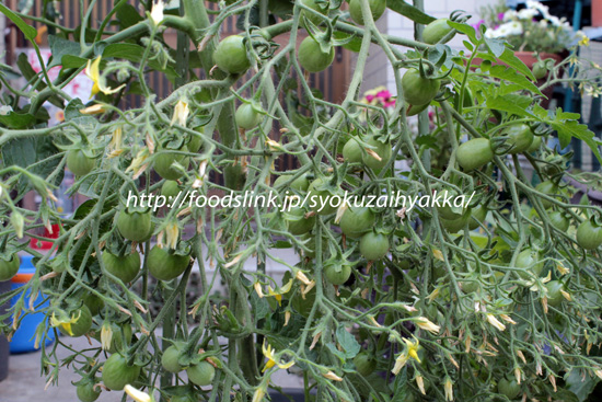 イエローグレープ／Yellow-Grape：黄色いミニトマトの栽培