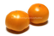 オレンジ色のトマト　桃太郎ゴールド