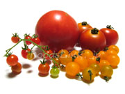 二色のマイクロトマトとプチトマト