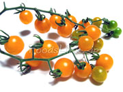オレンジ色のマイクロトマト