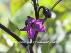 紫唐辛子/むらさきとうがらしの花　大和の伝統野菜