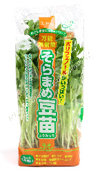 そらまめ豆苗／ソラマメトウミョウ／空豆の豆苗